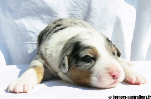 chiot berger australien bleu merle