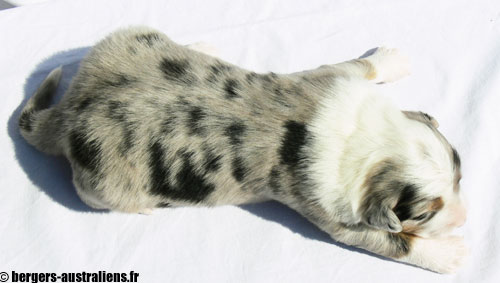 chiot berger australien bleu merle