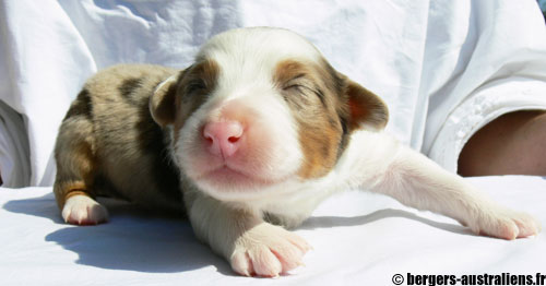 chiot berger australien rouge merle