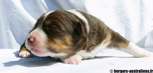 chiot berger australien rouge tricolore dark