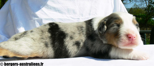 chiot berger australien bleu merle