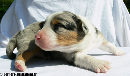 chiot berger australien bleu merle