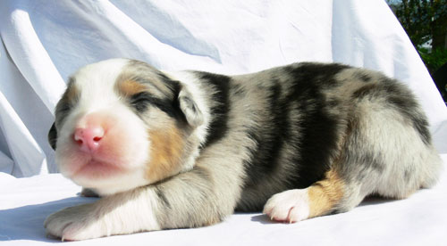 chiot berger australien bleu merle