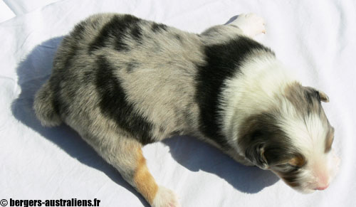 chiot berger australien bleu merle