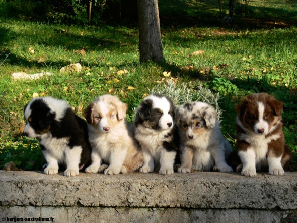 chiots berger australiens