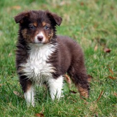 chiot volé dans l'ain