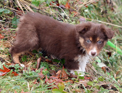 chiot volé rhone